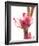 Beauty in the Bloom II-Monika Burkhart-Framed Photo