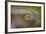 Beauty of Reflection-Kutub Uddin-Framed Photographic Print