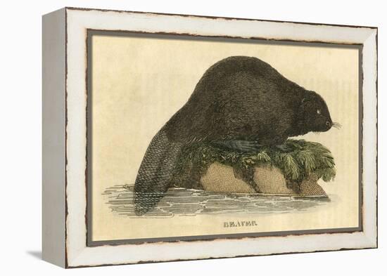 Beaver (1814)-null-Framed Stretched Canvas