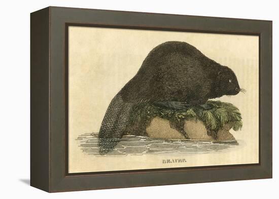 Beaver (1814)-null-Framed Stretched Canvas