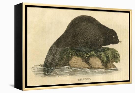 Beaver (1814)-null-Framed Stretched Canvas