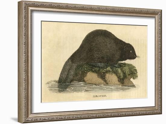 Beaver (1814)-null-Framed Art Print