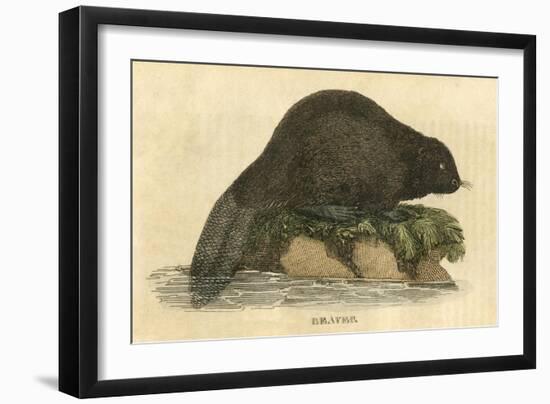 Beaver (1814)-null-Framed Art Print