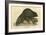 Beaver (1814)-null-Framed Art Print