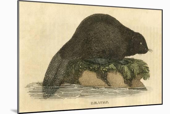 Beaver (1814)-null-Mounted Art Print