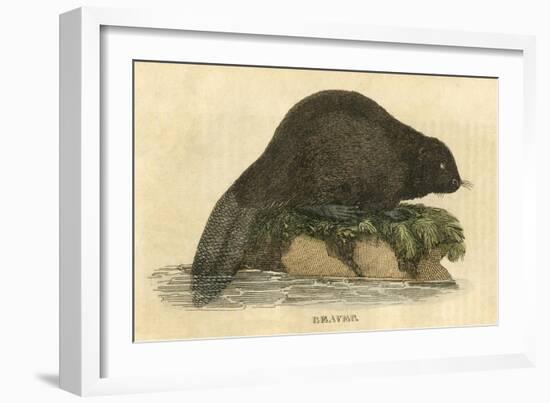 Beaver (1814)-null-Framed Premium Giclee Print