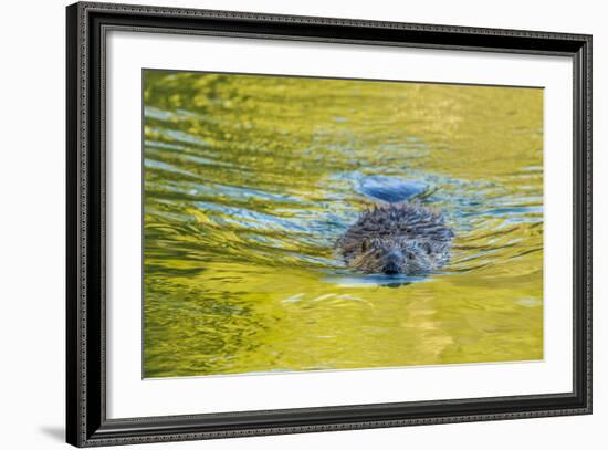 Beaver and Green Reflected Leaf Color, Oxbow Bend, Grand Teton NP, WY-Michael Qualls-Framed Photographic Print