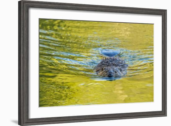 Beaver and Green Reflected Leaf Color, Oxbow Bend, Grand Teton NP, WY-Michael Qualls-Framed Photographic Print