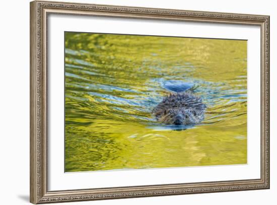 Beaver and Green Reflected Leaf Color, Oxbow Bend, Grand Teton NP, WY-Michael Qualls-Framed Photographic Print