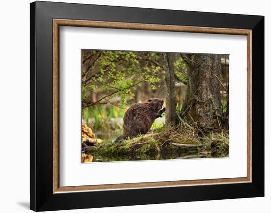 Beaver Closeup in the Forest-null-Framed Art Print