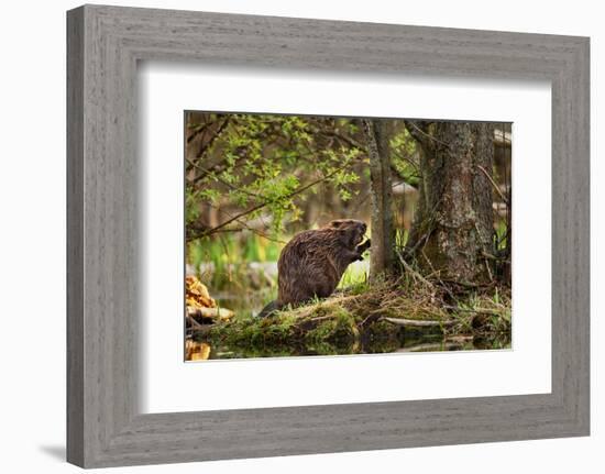 Beaver Closeup in the Forest-null-Framed Art Print