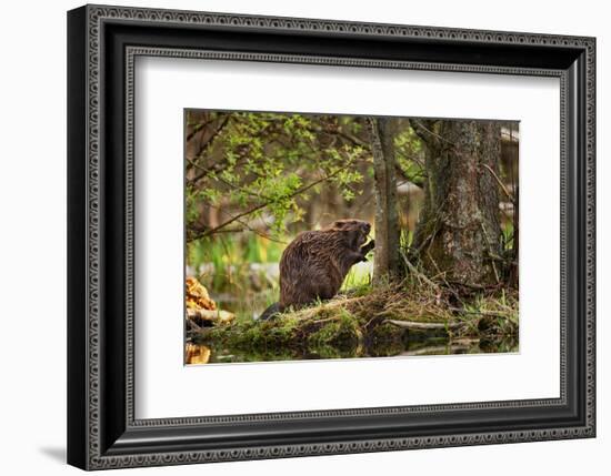 Beaver Closeup in the Forest-null-Framed Art Print