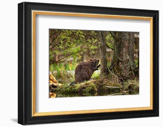 Beaver Closeup in the Forest-null-Framed Art Print