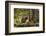 Beaver Closeup in the Forest-null-Framed Art Print