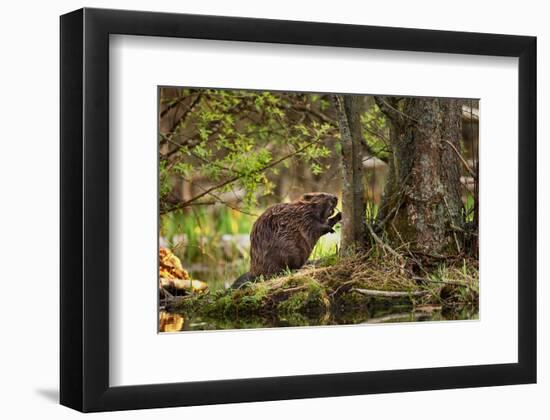 Beaver Closeup in the Forest-null-Framed Art Print