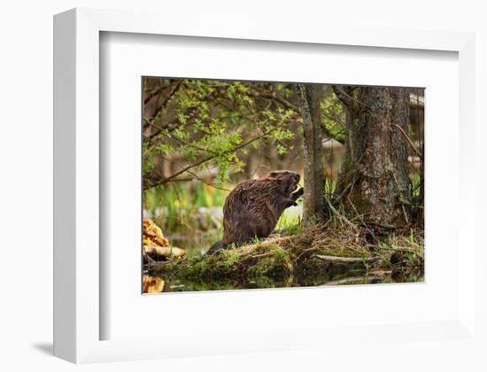 Beaver Closeup in the Forest-null-Framed Art Print