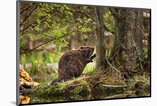 Beaver Closeup in the Forest-null-Mounted Art Print