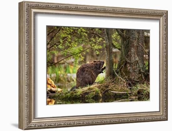 Beaver Closeup in the Forest-null-Framed Art Print