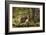 Beaver Closeup in the Forest-null-Framed Art Print