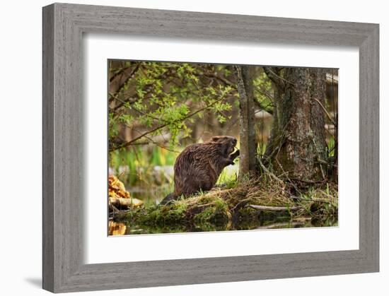 Beaver Closeup in the Forest-null-Framed Art Print