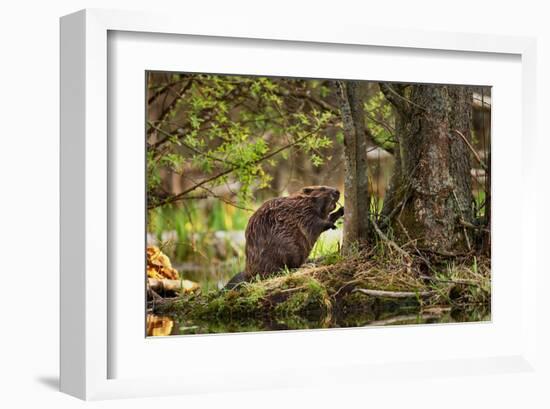 Beaver Closeup in the Forest-null-Framed Art Print