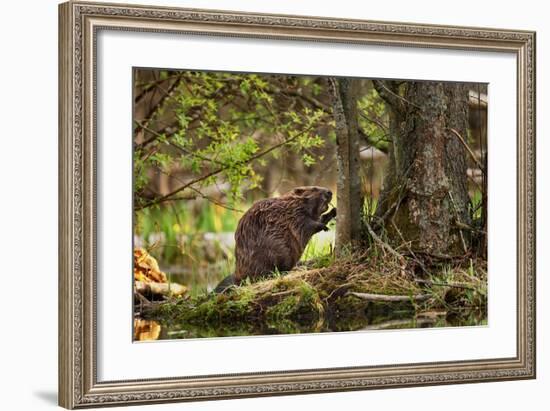 Beaver Closeup in the Forest-null-Framed Art Print