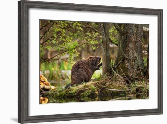 Beaver Closeup in the Forest-null-Framed Art Print