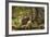 Beaver Closeup in the Forest-null-Framed Art Print