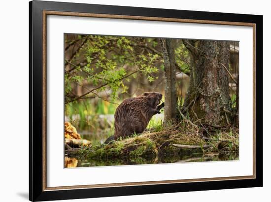 Beaver Closeup in the Forest-null-Framed Art Print