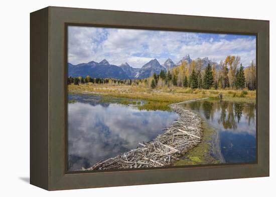 Beaver Dam, Snake River at Schwabacher Landing, Grand Tetons National Park, Wyoming, U.S.A.-Gary Cook-Framed Premier Image Canvas