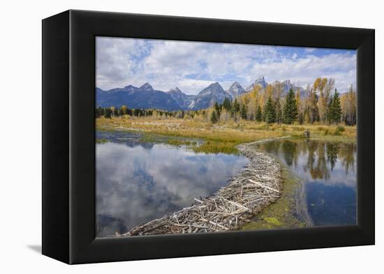 Beaver Dam, Snake River at Schwabacher Landing, Grand Tetons National Park, Wyoming, U.S.A.-Gary Cook-Framed Premier Image Canvas