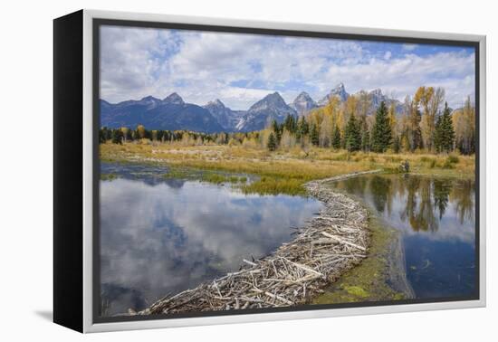 Beaver Dam, Snake River at Schwabacher Landing, Grand Tetons National Park, Wyoming, U.S.A.-Gary Cook-Framed Premier Image Canvas