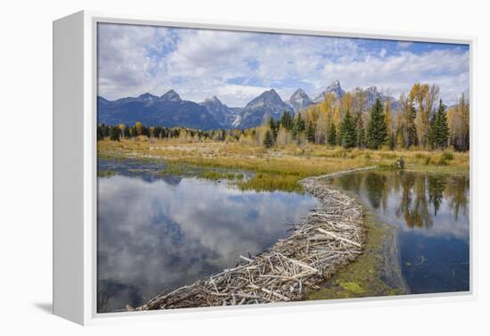 Beaver Dam, Snake River at Schwabacher Landing, Grand Tetons National Park, Wyoming, U.S.A.-Gary Cook-Framed Premier Image Canvas