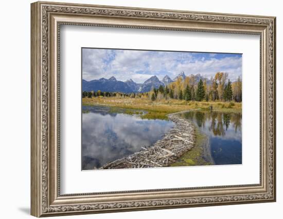 Beaver Dam, Snake River at Schwabacher Landing, Grand Tetons National Park, Wyoming, U.S.A.-Gary Cook-Framed Photographic Print