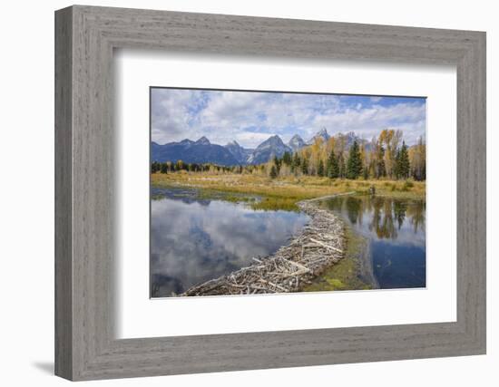 Beaver Dam, Snake River at Schwabacher Landing, Grand Tetons National Park, Wyoming, U.S.A.-Gary Cook-Framed Photographic Print