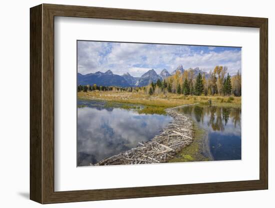 Beaver Dam, Snake River at Schwabacher Landing, Grand Tetons National Park, Wyoming, U.S.A.-Gary Cook-Framed Photographic Print