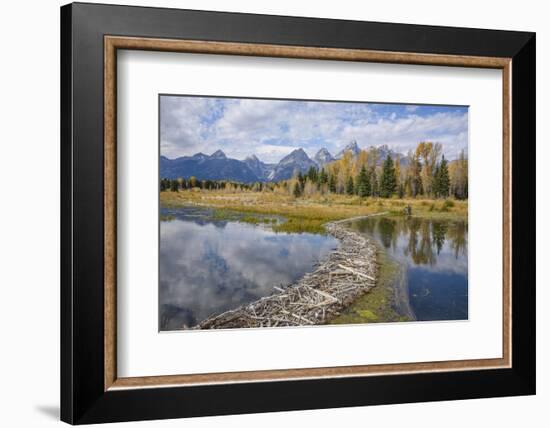 Beaver Dam, Snake River at Schwabacher Landing, Grand Tetons National Park, Wyoming, U.S.A.-Gary Cook-Framed Photographic Print