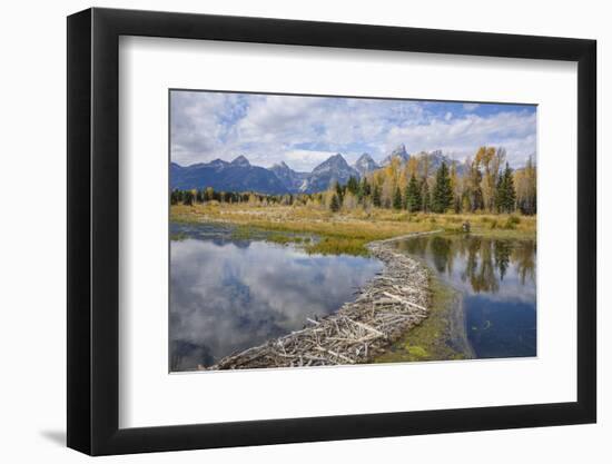Beaver Dam, Snake River at Schwabacher Landing, Grand Tetons National Park, Wyoming, U.S.A.-Gary Cook-Framed Photographic Print