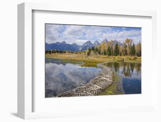 Beaver Dam, Snake River at Schwabacher Landing, Grand Tetons National Park, Wyoming, U.S.A.-Gary Cook-Framed Photographic Print