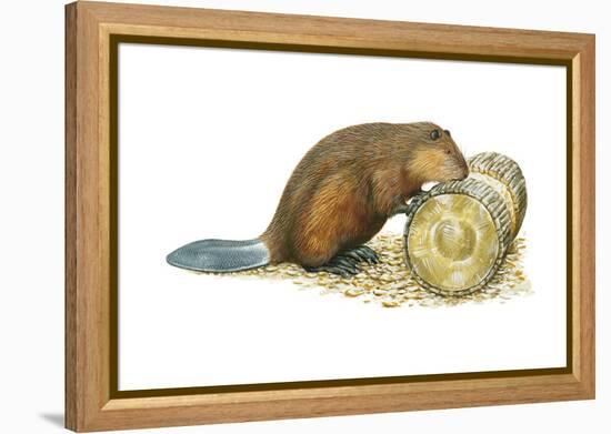 Beaver Gnawing on Log. (Castor Canadensis), Mammals-Encyclopaedia Britannica-Framed Stretched Canvas