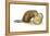 Beaver Gnawing on Log. (Castor Canadensis), Mammals-Encyclopaedia Britannica-Framed Stretched Canvas