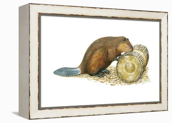 Beaver Gnawing on Log. (Castor Canadensis), Mammals-Encyclopaedia Britannica-Framed Stretched Canvas