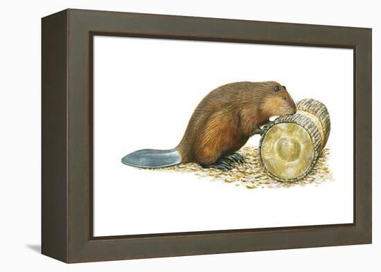 Beaver Gnawing on Log. (Castor Canadensis), Mammals-Encyclopaedia Britannica-Framed Stretched Canvas