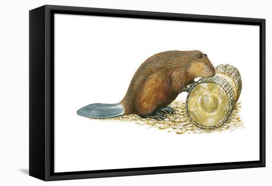 Beaver Gnawing on Log. (Castor Canadensis), Mammals-Encyclopaedia Britannica-Framed Stretched Canvas