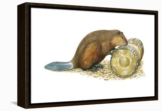 Beaver Gnawing on Log. (Castor Canadensis), Mammals-Encyclopaedia Britannica-Framed Stretched Canvas