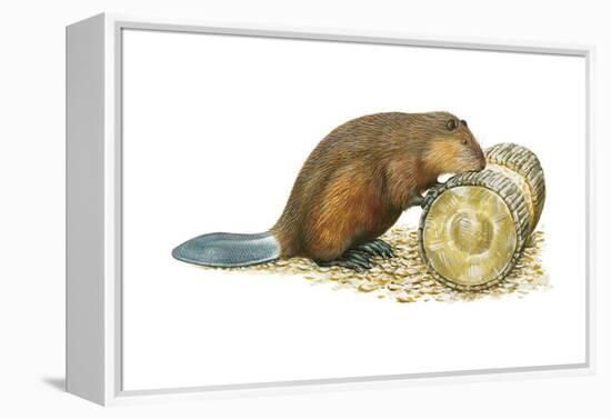 Beaver Gnawing on Log. (Castor Canadensis), Mammals-Encyclopaedia Britannica-Framed Stretched Canvas