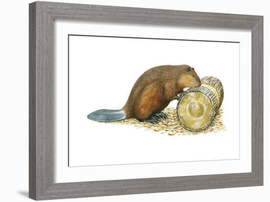 Beaver Gnawing on Log. (Castor Canadensis), Mammals-Encyclopaedia Britannica-Framed Art Print