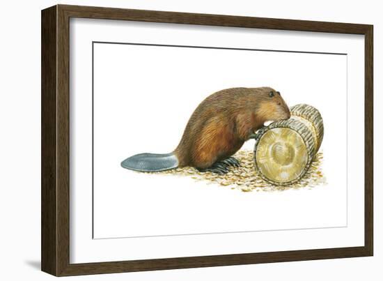 Beaver Gnawing on Log. (Castor Canadensis), Mammals-Encyclopaedia Britannica-Framed Art Print