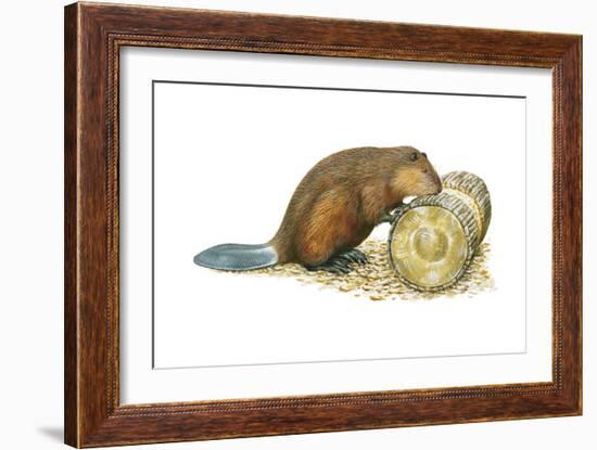 Beaver Gnawing on Log. (Castor Canadensis), Mammals-Encyclopaedia Britannica-Framed Art Print