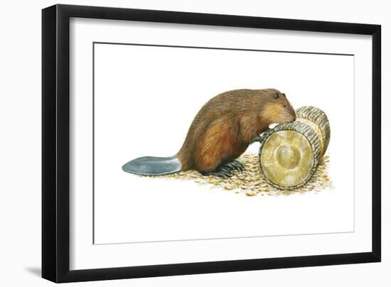 Beaver Gnawing on Log. (Castor Canadensis), Mammals-Encyclopaedia Britannica-Framed Art Print